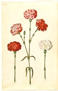 Dianthus caryophyllus (Gartennelke)