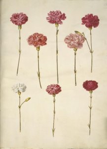 Dianthus caryophyllus (Gartennelke)