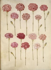 Dianthus caryophyllus (Gartennelke)