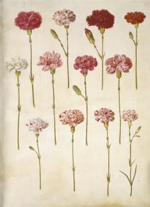Dianthus caryophyllus (Garten-Nelke) von Hans Simon Holtzbecker