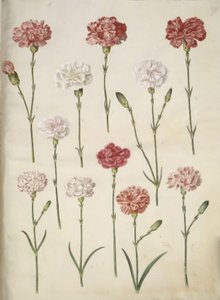 Dianthus caryophyllus (Garten-Nelke)