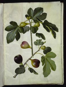 Ficus carica (Gemeine Feige)