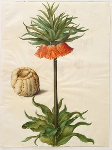 Kaiserkrone