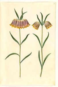 Fritillaria meleagris (Schachbrettblume)