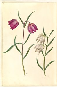 Fritillaria meleagris (Schachbrettblume)