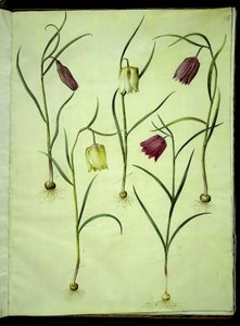 Fritillaria meleagris (gewöhnliche Schachbrettblume)