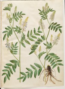 Galega officinalis (Echte Geißraute) von Hans Simon Holtzbecker