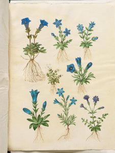 Gentiana acaulis (Stängelloser Enzian); Gentiana verna (Frühlings-Enzian); Gentiana acaulis (Stängelloser Enzian); Gentiana (Art des Enzians) von Hans Simon Holtzbecker