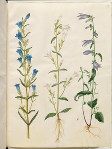 Gentiana pneumonanthe (Lungenenzian); Campanula patula (Wiesen-Glockenblume); Campanula rapunculoides (Rapunzel-Glockenblume)