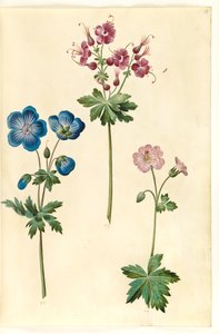 Geranium pratense (Wiesen-Storchschnabel); Geranium phaeum (Brauner Storchschnabel); Geranium versicolor (Netz-Storchschnabel)