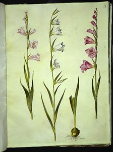 Gladiolus communis (gewöhnliche Gladiole)