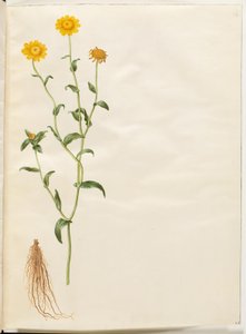 Gelbes Ochsenauge von Hans Simon Holtzbecker
