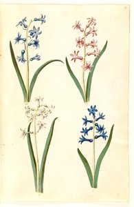 Hyacinthus orientalis (gewöhnliche Hyazinthe)