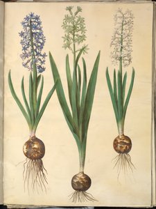 Hyacinthus orientalis (gewöhnliche Hyazinthe) von Hans Simon Holtzbecker