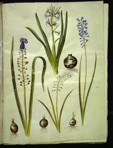 Hyacinthus orientalis (gewöhnliche Hyazinthe); Muscari comosum (Traubenhyazinthe); Brimeura amethystina (pyrenäische Hyazinthe)