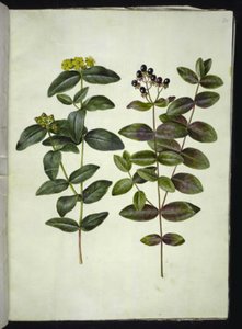 Johanniskraut (Hypericum androsaemum)