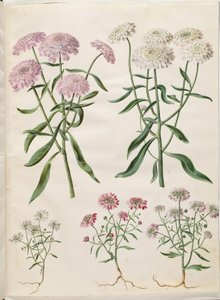 Iberis umbellata (Schleifenblume); Iberis amara (Bittere Schleifenblume)
