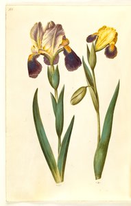 Iris ×germanica oder Iris ×sambucina (Garten-Schwertlilie oder Holunder-Schwertlilie); Iris variegata (Bunte Schwertlilie)