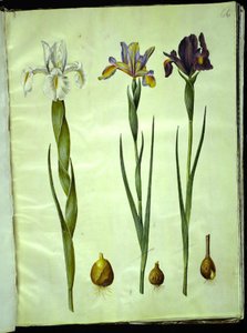 Iris latifolia (englische Iris); Iris xiphium (spanische Iris)