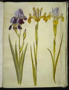 Iris ×sambucina (Holunder-Iris); Iris latifolia (Englische Iris) von Hans Simon Holtzbecker