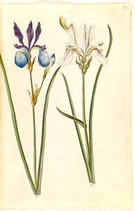 Iris sibirica (Sibirische Schwertlilie) von Hans Simon Holtzbecker