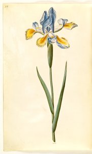 Iris xiphium (Spanische Iris)