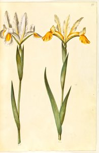 Iris xiphium, evt. Iris latifolia (spanische Iris oder englische Iris)