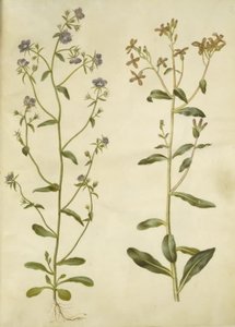 Legousia speculum-veneris (echtes Venusspeigel); Hesperis tristis (Nachtviole) von Hans Simon Holtzbecker