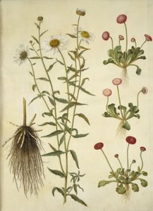 Leucanthemum vulgare (Weiße Margerite); Bellis perennis (Gänseblümchen) von Hans Simon Holtzbecker