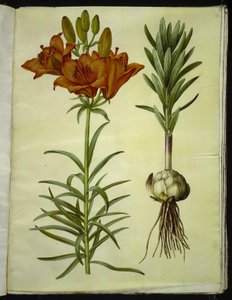 Lilium bulbiferum (Feuer-Lilie)