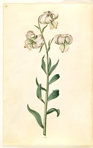 Lilium martagon (Türkenbund-Lilie) von Hans Simon Holtzbecker