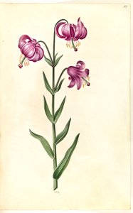 Lilium martagon (Türkenbund-Lilie)