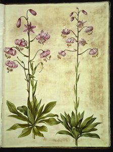 Lilium martagon (Türkenbundlilie) von Hans Simon Holtzbecker