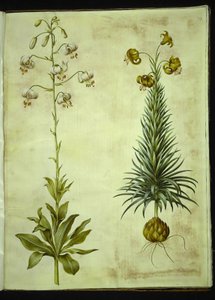 Lilium martagon (Türkenbund-Lilie); Lilium pyrenaicum (Pyrenäen-Lilie)