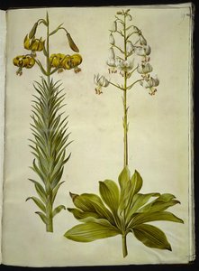 Lilium pyrenaicum (pyrenäische Lilie); Lilium martagon (Türkenbundlilie)