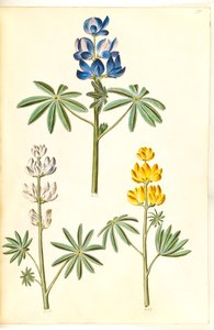 Lupinus pilosus (blaue Lupine); Lupinus albus (weiße Lupine); Lupinus luteus (gelbe Lupine)