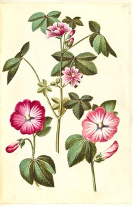 Malva sylvestris (Wilde Malve); Lavatera trimestris (Bechermalve)