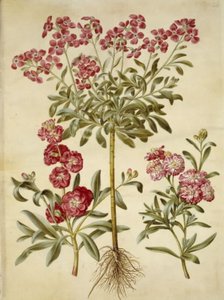 Matthiola incana (Winterlevkoje)