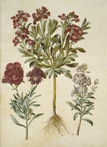 Matthiola incana (Winterlevkoje)