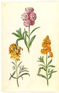Matthiola incana (Winterlevkoje); Erysimum cheiri (Goldlack)