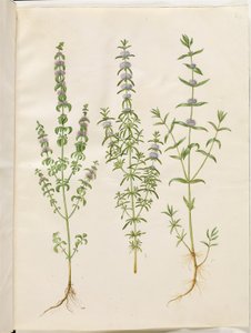 Mentha pulegium (Polei-Minze); Mentha cervina (Hirsch-Minze); Mentha (Art der Minze)