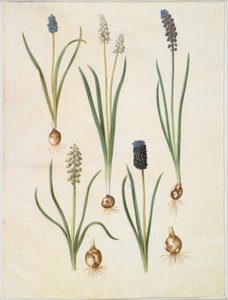 Muscari botryoides (gewöhnliche Traubenhyazinthe); Muscari racemosum (Moschus-Traubenhyazinthe); Muscari neglectum