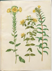 Oenothera biennis (zweijährige Nachtkerze); Hypericum hircinum (stinkendes Johanniskraut); Oenothera rubricaulis (rotfrüchtige Nachtkerze)