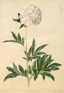 Paeonia lactiflora (Seiden-Pfingstrose) von Hans Simon Holtzbecker