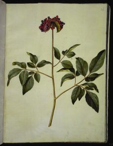 Pfingstrose (Rosen-Seidenpflanze) von Hans Simon Holtzbecker