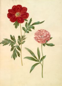 Paeonia officinalis (Bauernrose)