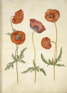 Papaver rhoeas (Klatschmohn) von Hans Simon Holtzbecker