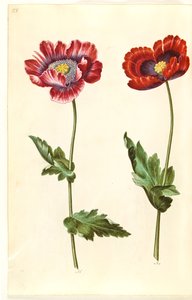 Papaver somniferum (Schlafmohn) von Hans Simon Holtzbecker