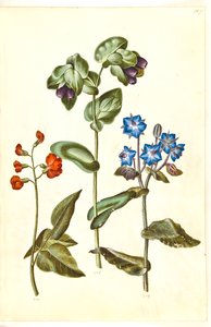 Phaseolus coccineus (Prunkbohne); Cerinthe major (Große Wachsblume); Borago officinalis (Gewöhnlicher Borretsch)