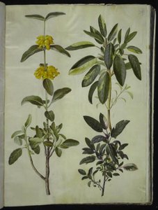 Phlomis fruticosa (gewöhnlicher Löwenschwanz); Salvia officinalis (Heil-Salbei) von Hans Simon Holtzbecker